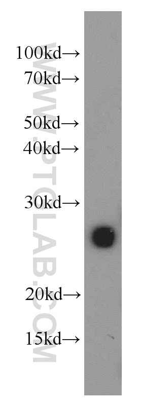 Mog Antibody 1 Ap Proteintech