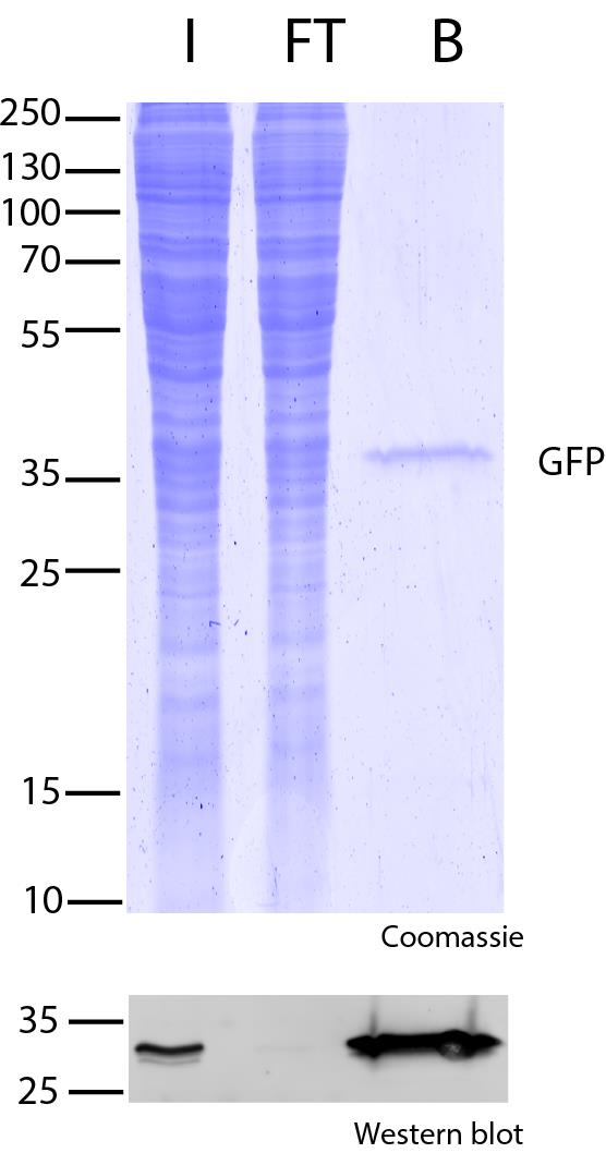 GFP-Trap Magnetic Agarose for immunoprecipitation of GFP-fusion proteins. Note single-band in bound fraction, which indicates a very effective pull-down. I: Input, FT: Flow-Through, B: Bound.