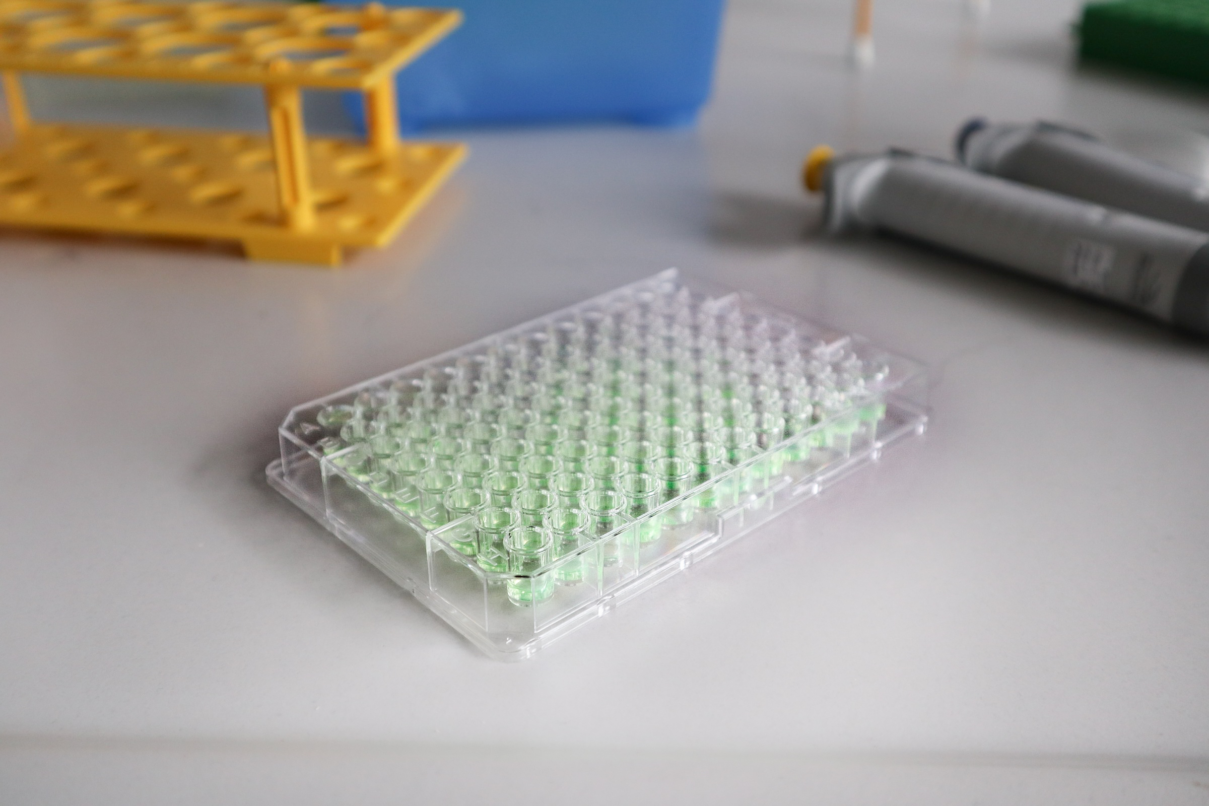 GFP-Trap 96-well Plate for for convenient high throughput analysis.