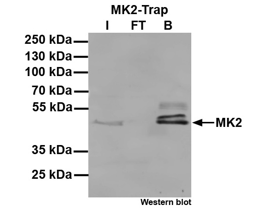 Immunoprecipitation of MK2: Western blotI: Input, FT: Flow-through, B: Bound.