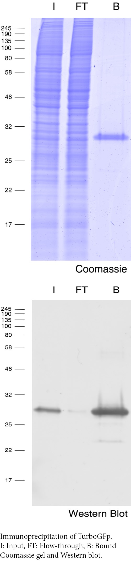 Immunoprecipitation of TurboGFP. I: Input, FT: Flow-through, B: Bound. Coomassie blue stained gel and Western blot.