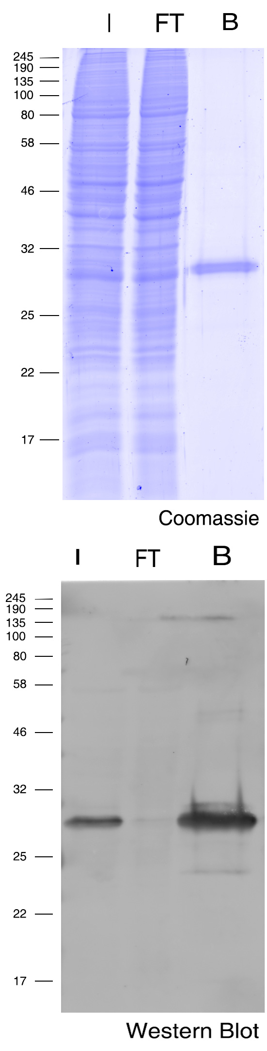 TurboGFP-Trap Magnetic Agarose for pull-down of TurboGFP fusion proteins: Coomassie and Western Blot Input (I), non-bound (FT), and bound (B).