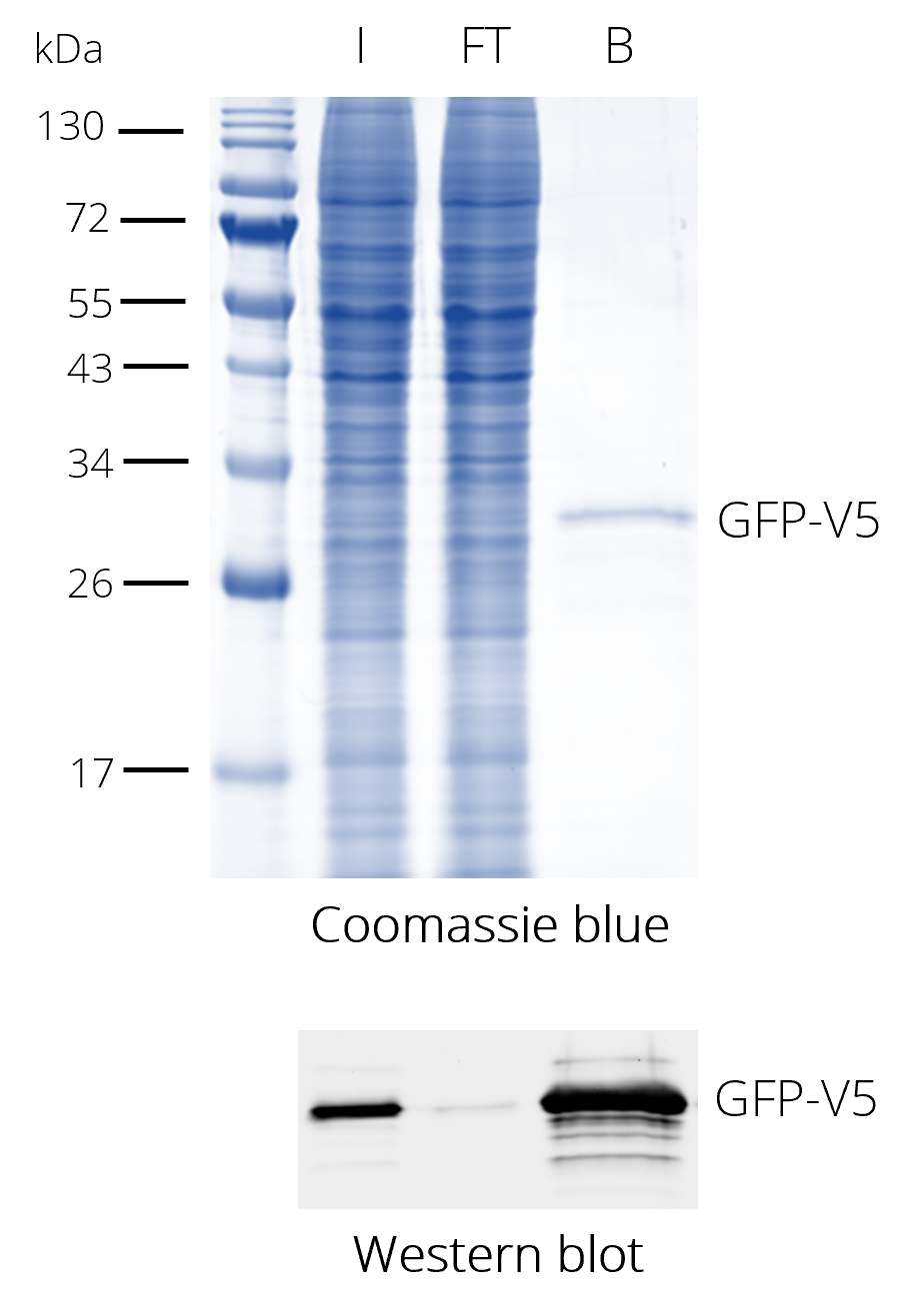 Pulldown of V5-tagged protein (V5-tag at C-terminus) with V5-Trap® Magnetic Agarose beads, Coomassie and Western blot. Western blot: V5-tag antibody [SV5-P-K], monoclonal mouse IgG1 kappa and anti-mouse IgG1 Nano-Secondary Alexa Fluor® 488 I: input, FT: Flow-through, B: Bound.