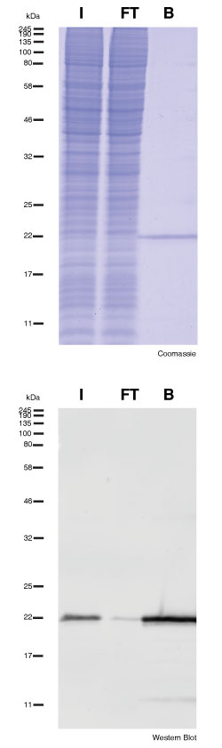 Pull-down of SNAP-tag protein with using SNAP/CLIP-tag-Trap Agarose. I: Input, FT: Flow-through, B: Bound.