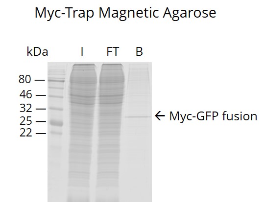 Myc-Trap Magnetic Agarose for pull-down of Myc-tagged proteins.