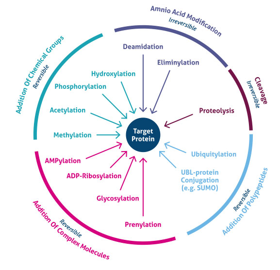 post-translational-modifications-an-overview-proteintech-group