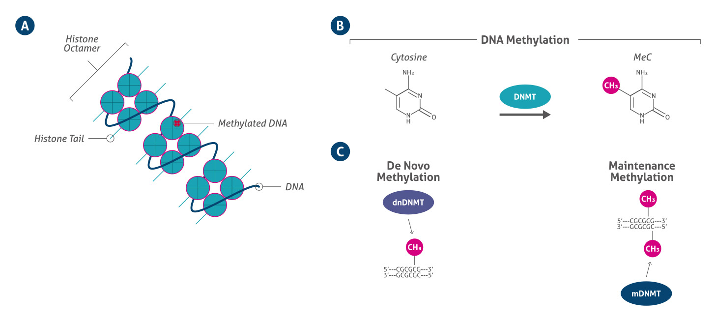 Epigenetics Modifications - DNA Methylation | Proteintech Group | 武汉三鹰 ...