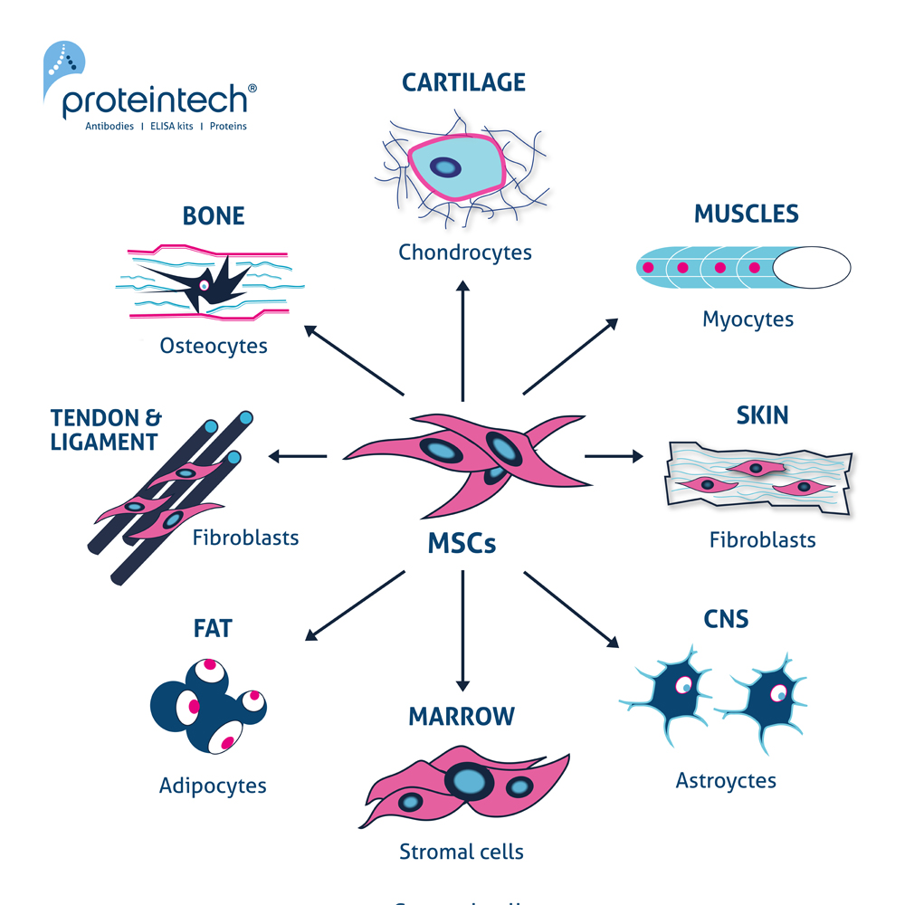 Are Mesenchymal Stem Cells MSCs true stem cells Proteintech