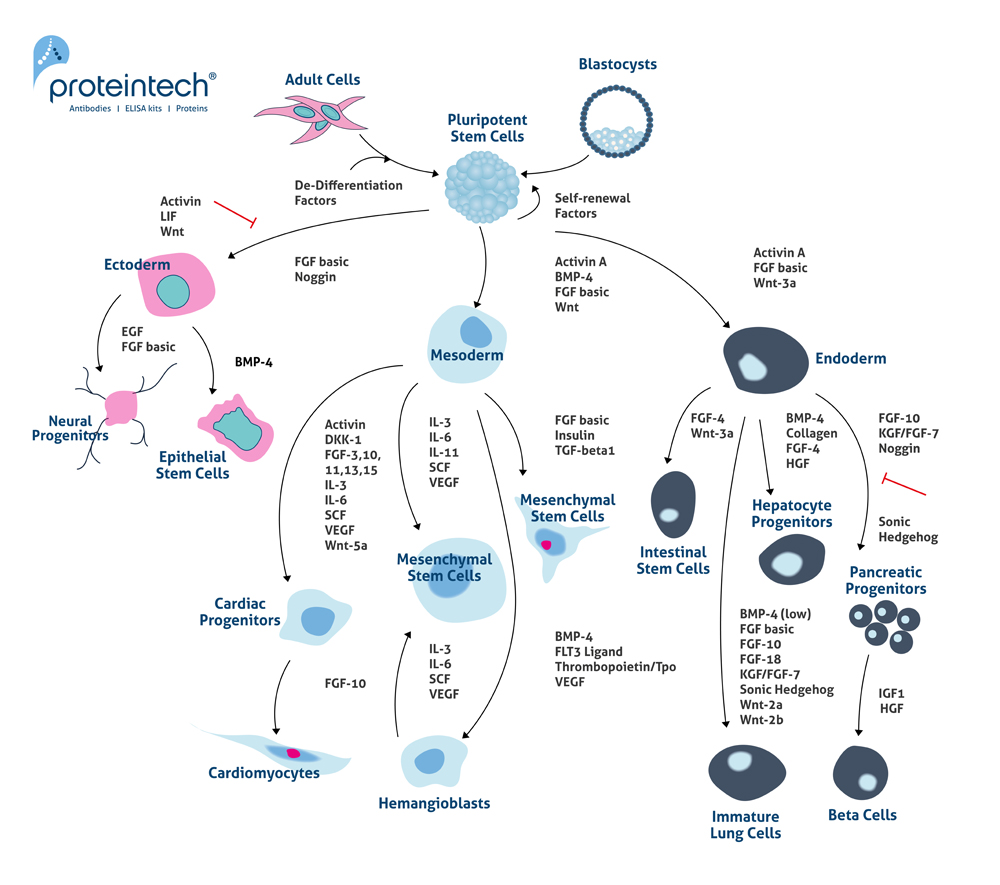 Are Mesenchymal Stem Cells MSCs true stem cells Proteintech