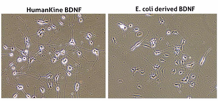Comparison of Humankine (HEK 293) BDNF and E.coli derived BDNF recombinant protein