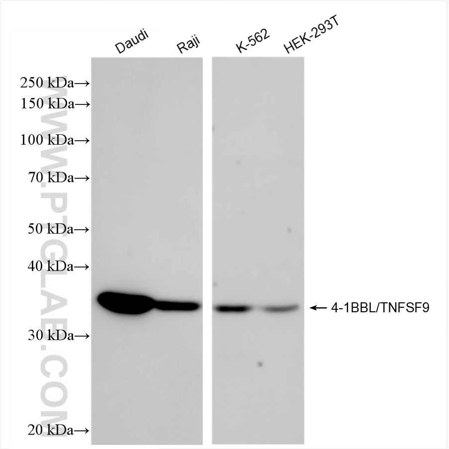 WB analysis using 84185-5-RR