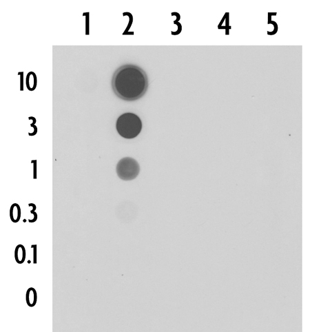 Dot blot analysis was used to confirm the specificity of 5-Formylcytosine antibody for 5-Formylcytidine Various BSA conjugated nucleosides were spotted onto PVDF membrane and probed with the antibody at 1:10,000. Column 1: 5-fC. Column. 2: 5-caC. Column. 3: 5-hmC. Column. 4: Cytidine. Column. 5: 5-mC.