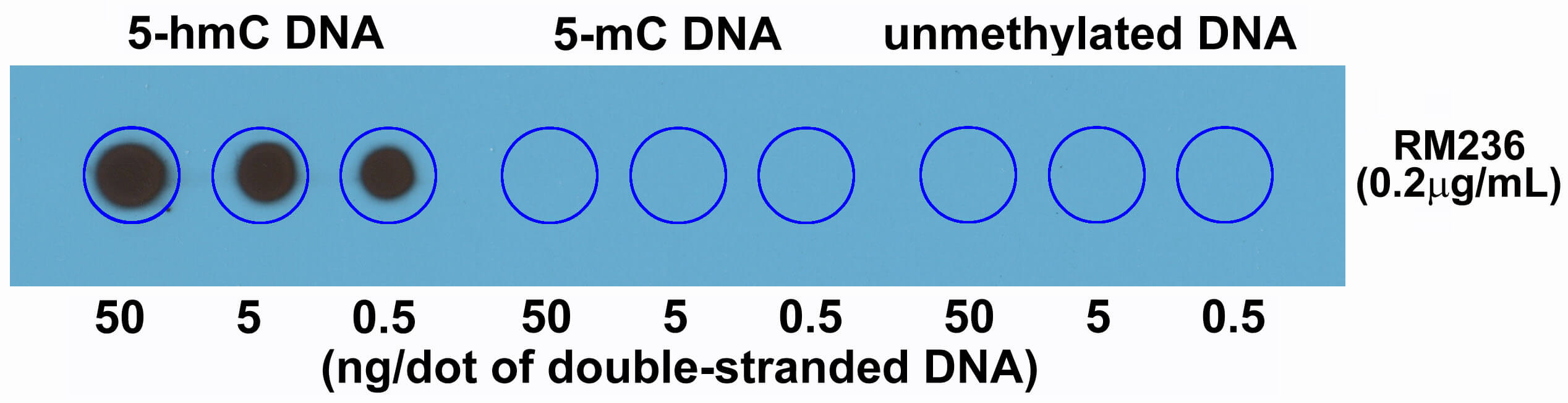 Dot blot of 5-Hydroxymethylcytosine (5-hmC) antibody (rAb).Membrane was pre-spotted with 50, 5, and 0.5 ng/dot of double stranded 5-Hydroxymethylcytosine (5-hmC) DNA, 5-Methylcytosine (5-mC) DNA, and unmethylated DNA. The pre-spotted membrane was then blotted with antibody at 0.2 ug/ml.