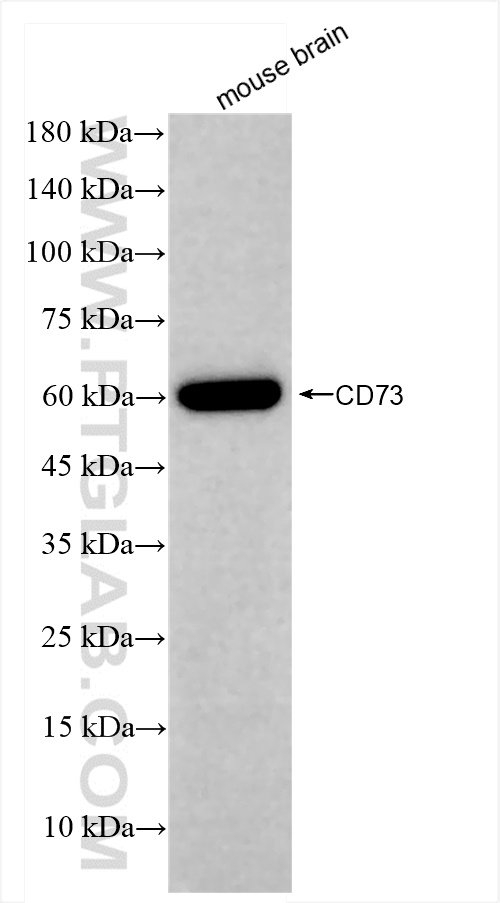 WB analysis of mouse brain using 84434-4-RR