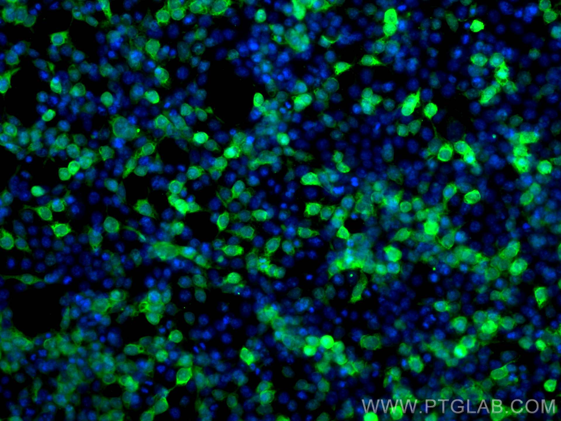 IF Staining of Transfected HEK-293 using CL488-66005