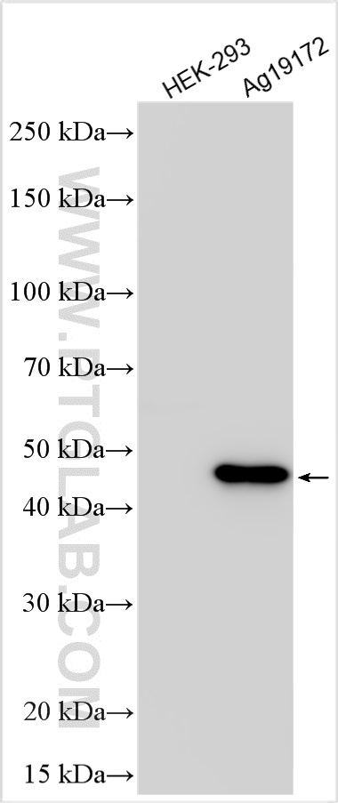 WB analysis using 10001-0-AP