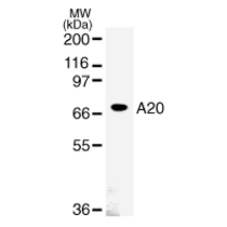 A20 mAb tested by Western blot. Detection of A20 by Western blot. A20 can be detected in Daudi whole-cell extract at 3 ug/ml.