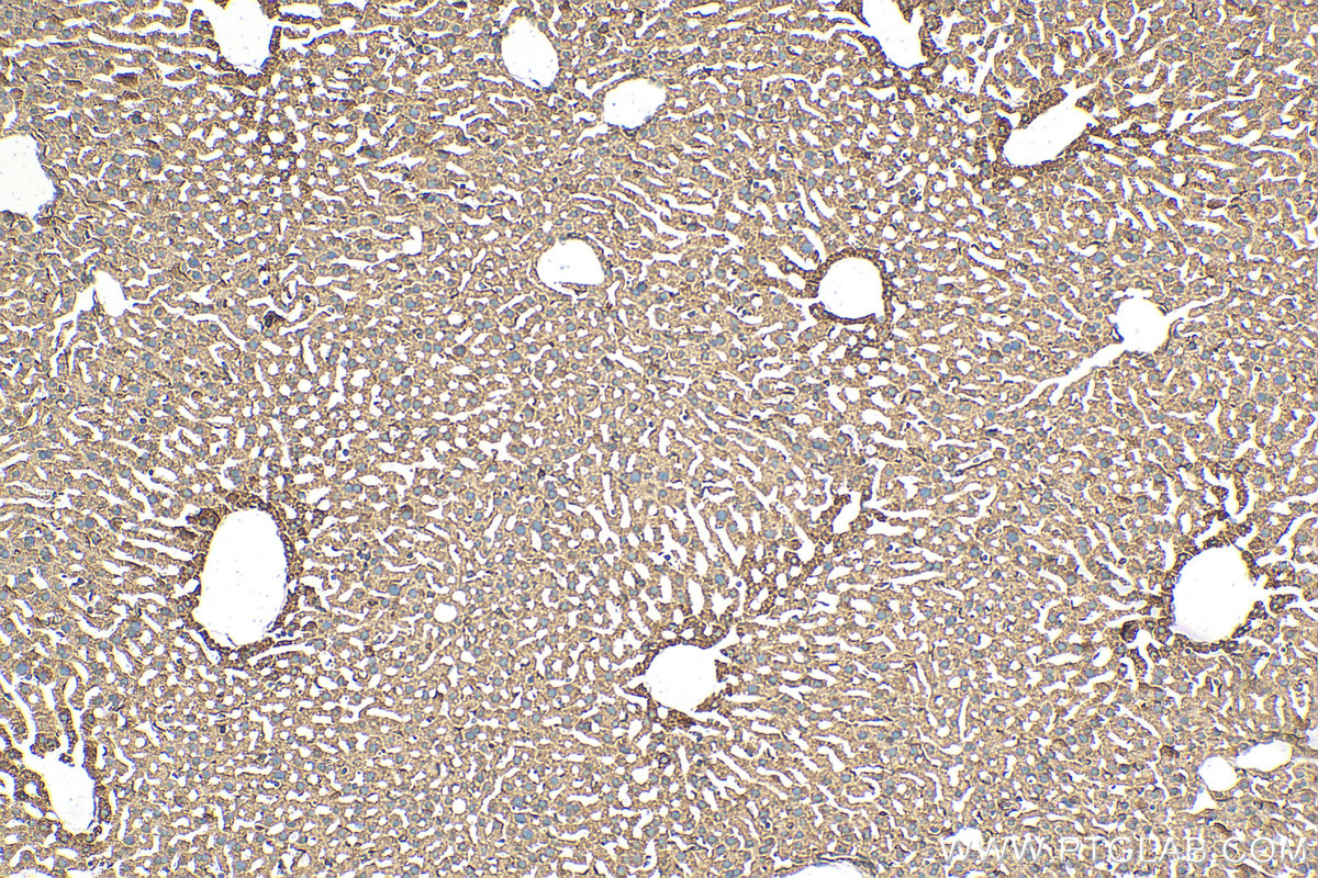 IHC staining of mouse liver using 30697-1-AP