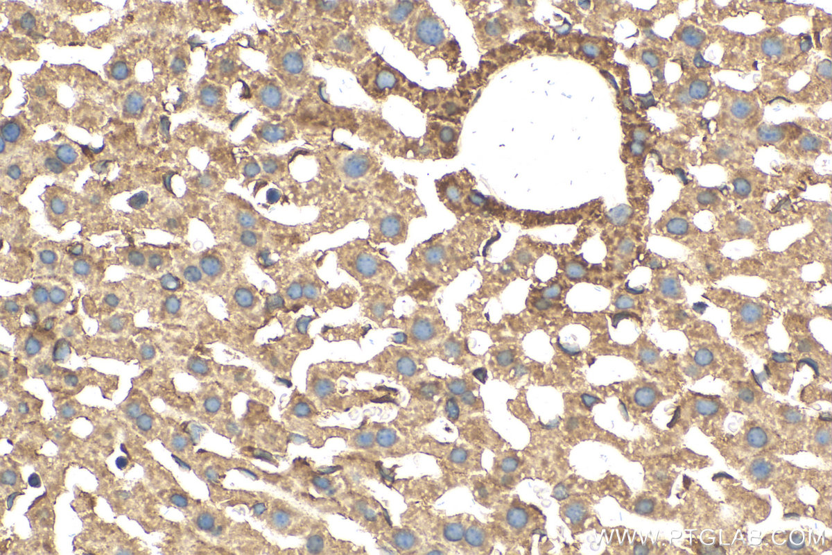 IHC staining of mouse liver using 30697-1-AP