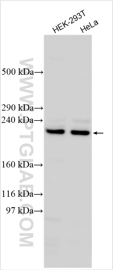 WB analysis using 30697-1-AP