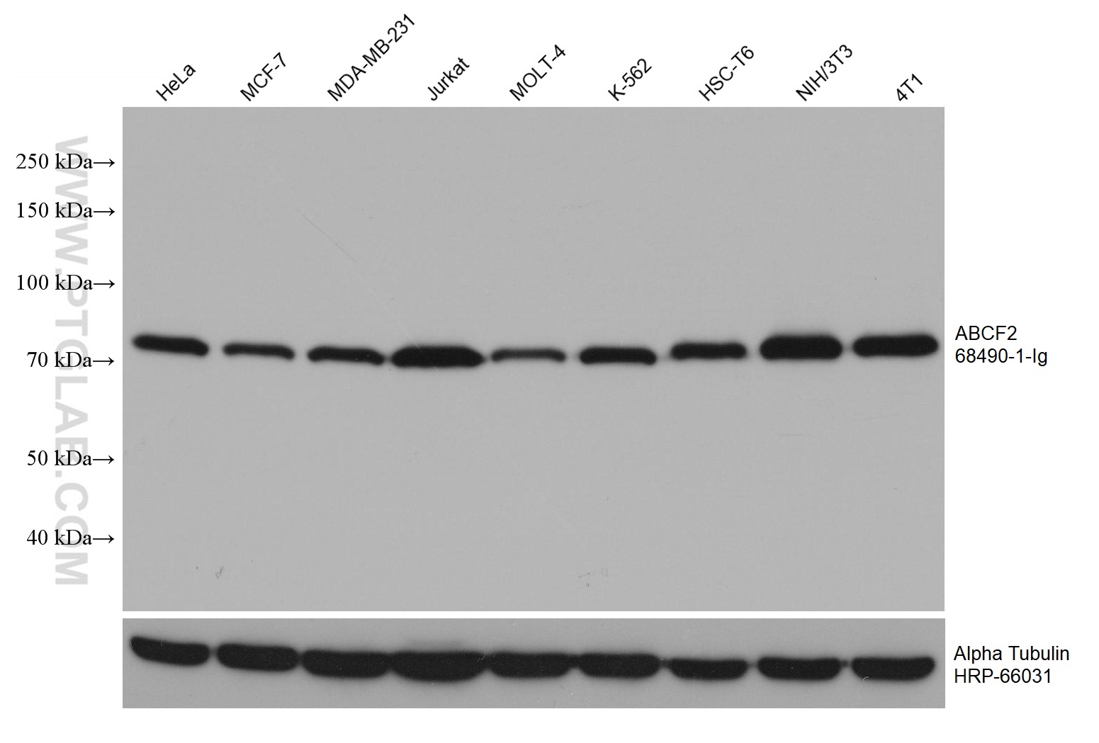 WB analysis using 68490-1-Ig (same clone as 68490-1-PBS)