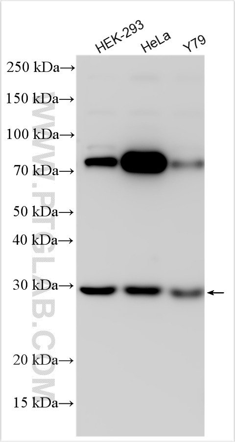 WB analysis using 22558-1-AP