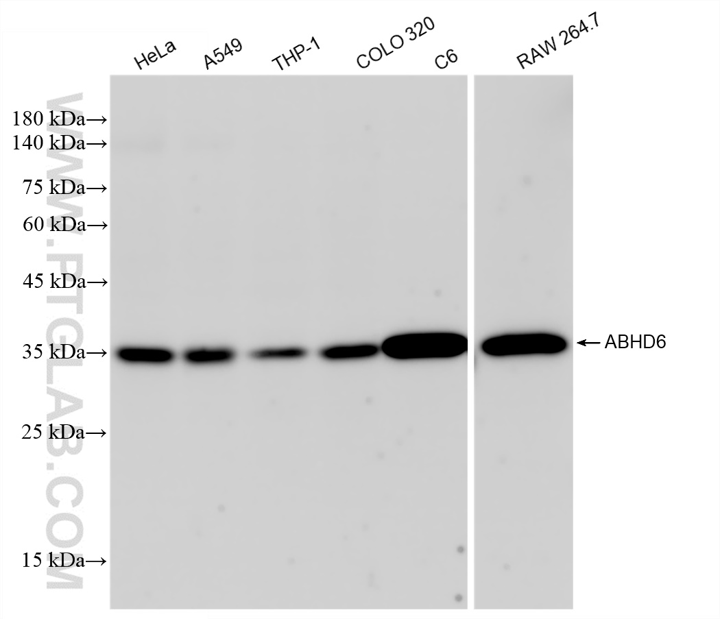 WB analysis using 83249-3-RR