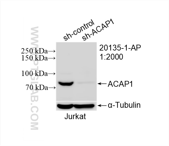 WB analysis of Jurkat using 20135-1-AP