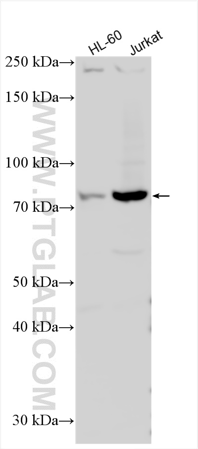 WB analysis using 20135-1-AP