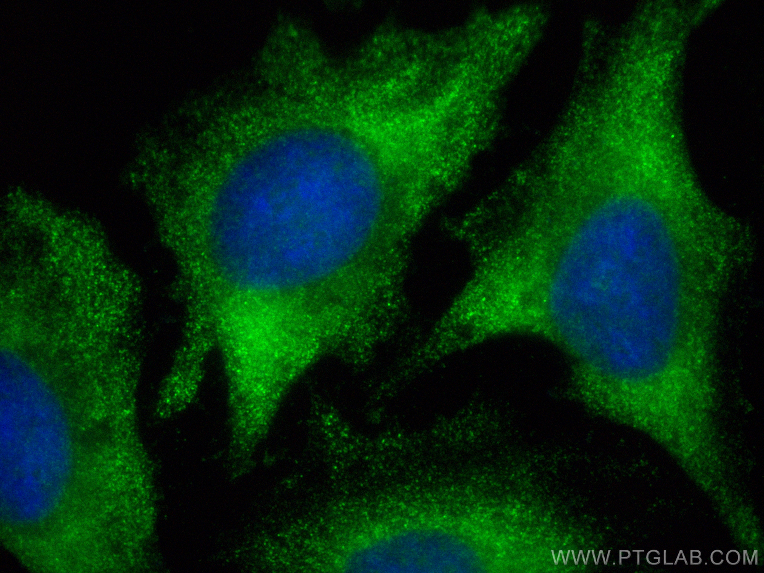 IF Staining of HeLa using CL488-21923