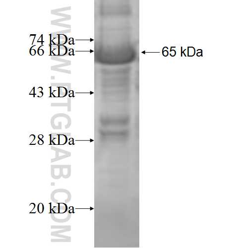 ACOT7 fusion protein Ag8759 SDS-PAGE