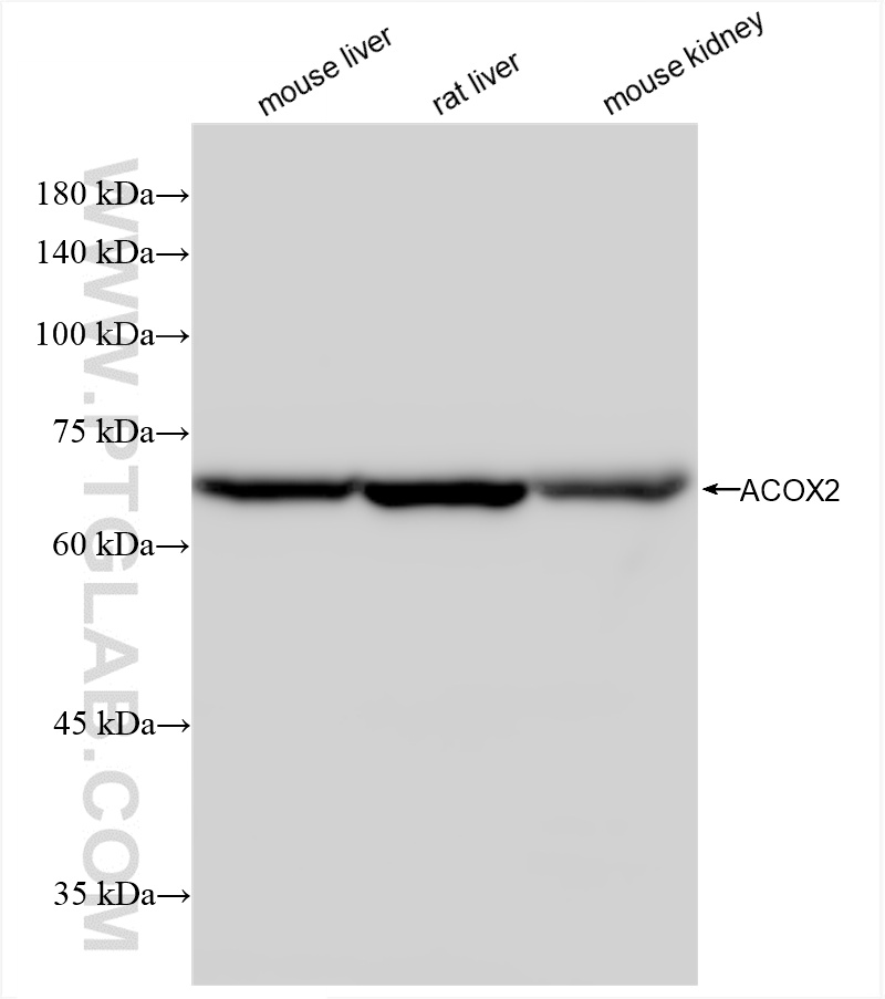 WB analysis using 85136-1-RR (same clone as 85136-1-PBS)