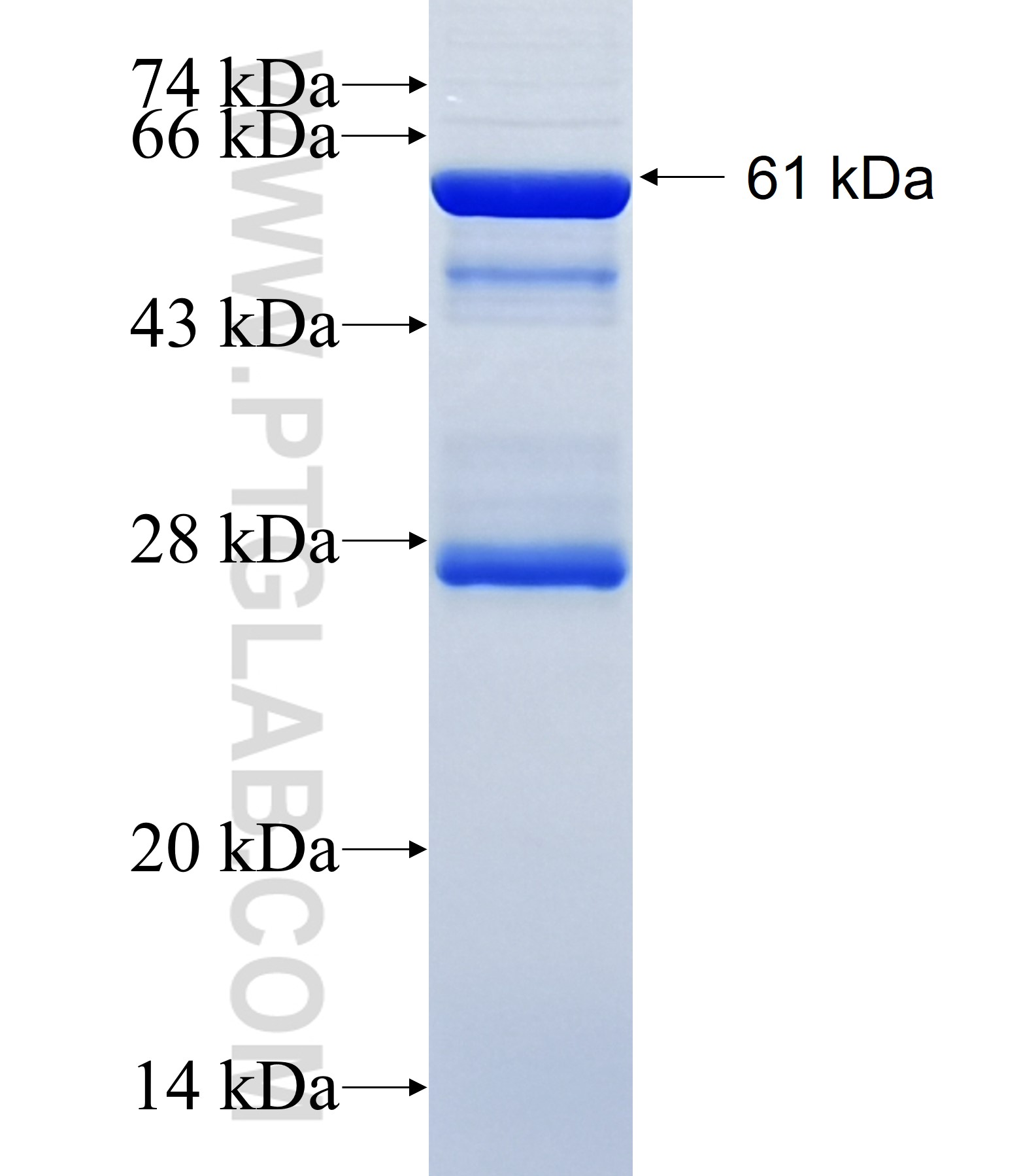 ACP6 fusion protein Ag34812 SDS-PAGE