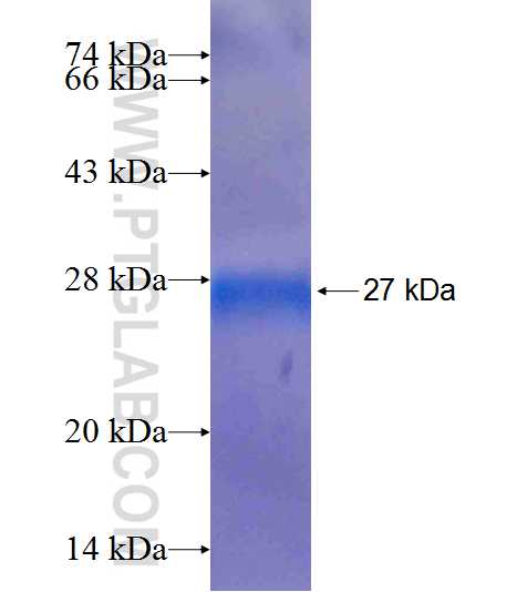 ACPT fusion protein Ag19283 SDS-PAGE