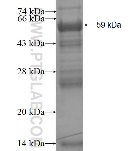 ACRBP fusion protein Ag3180 SDS-PAGE