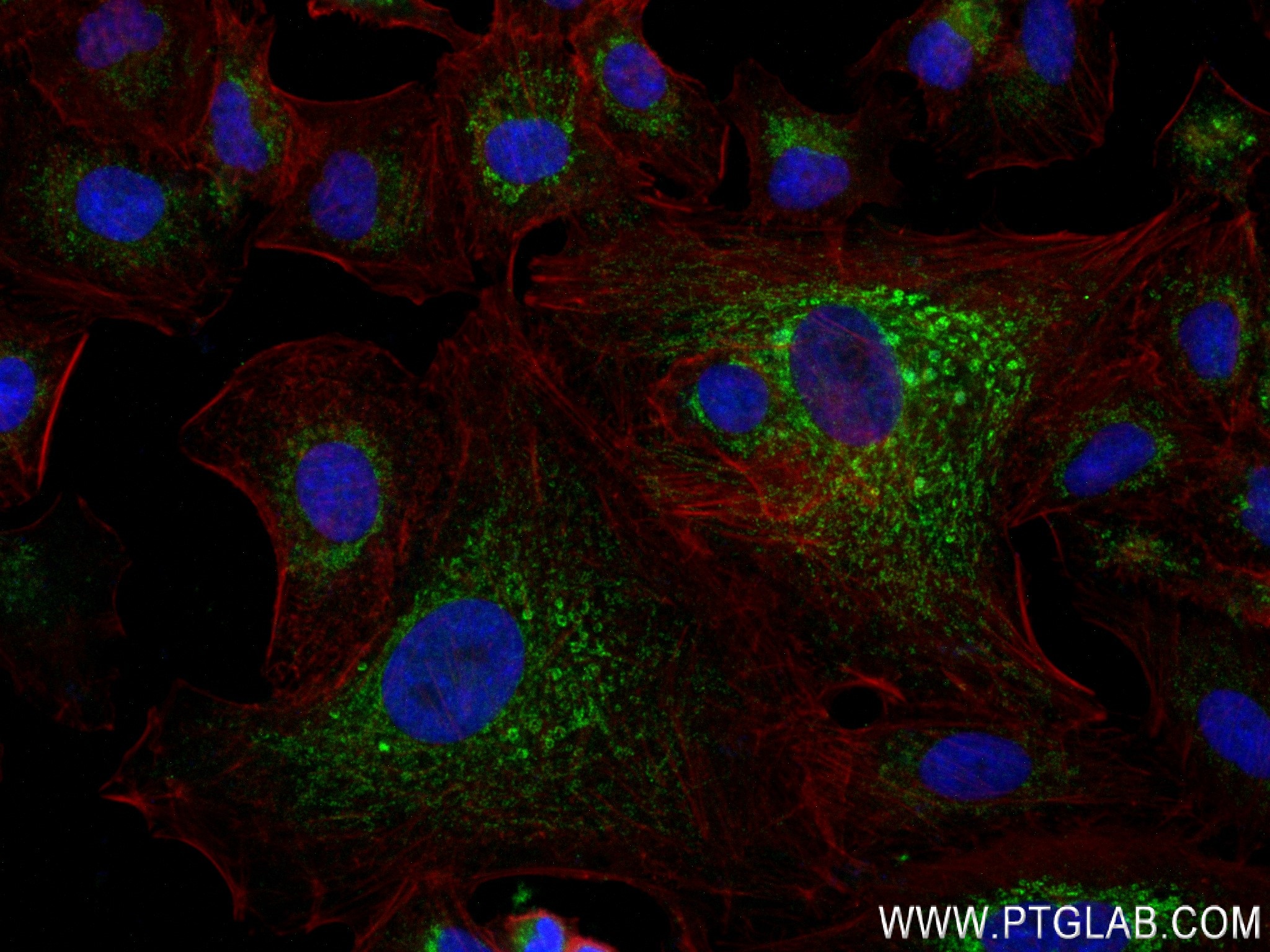 IF Staining of A549 using 84033-2-RR