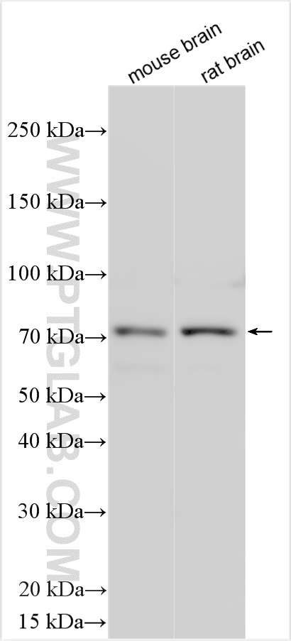 WB analysis using 13847-1-AP