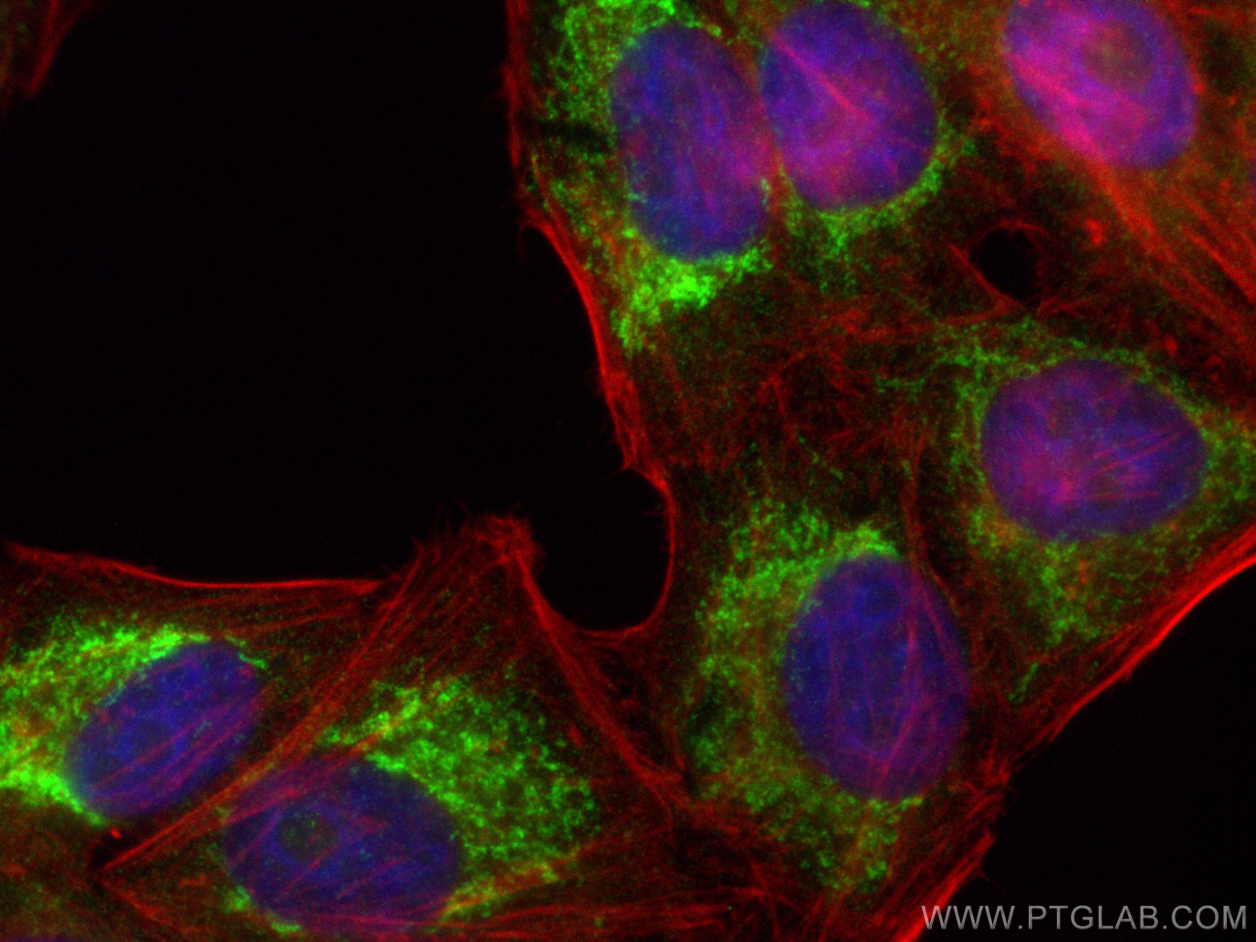 IF Staining of HepG2 using 10168-2-AP