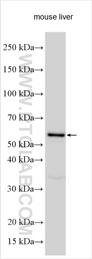 WB analysis using 16591-1-AP