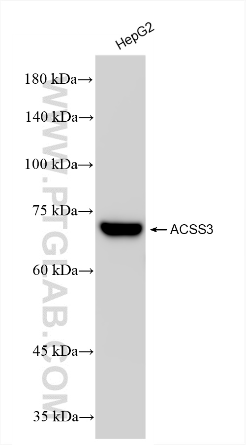 WB analysis of HepG2 using 84810-4-RR