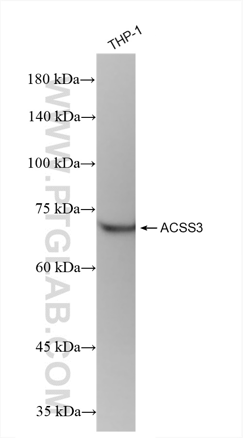 ACSS3