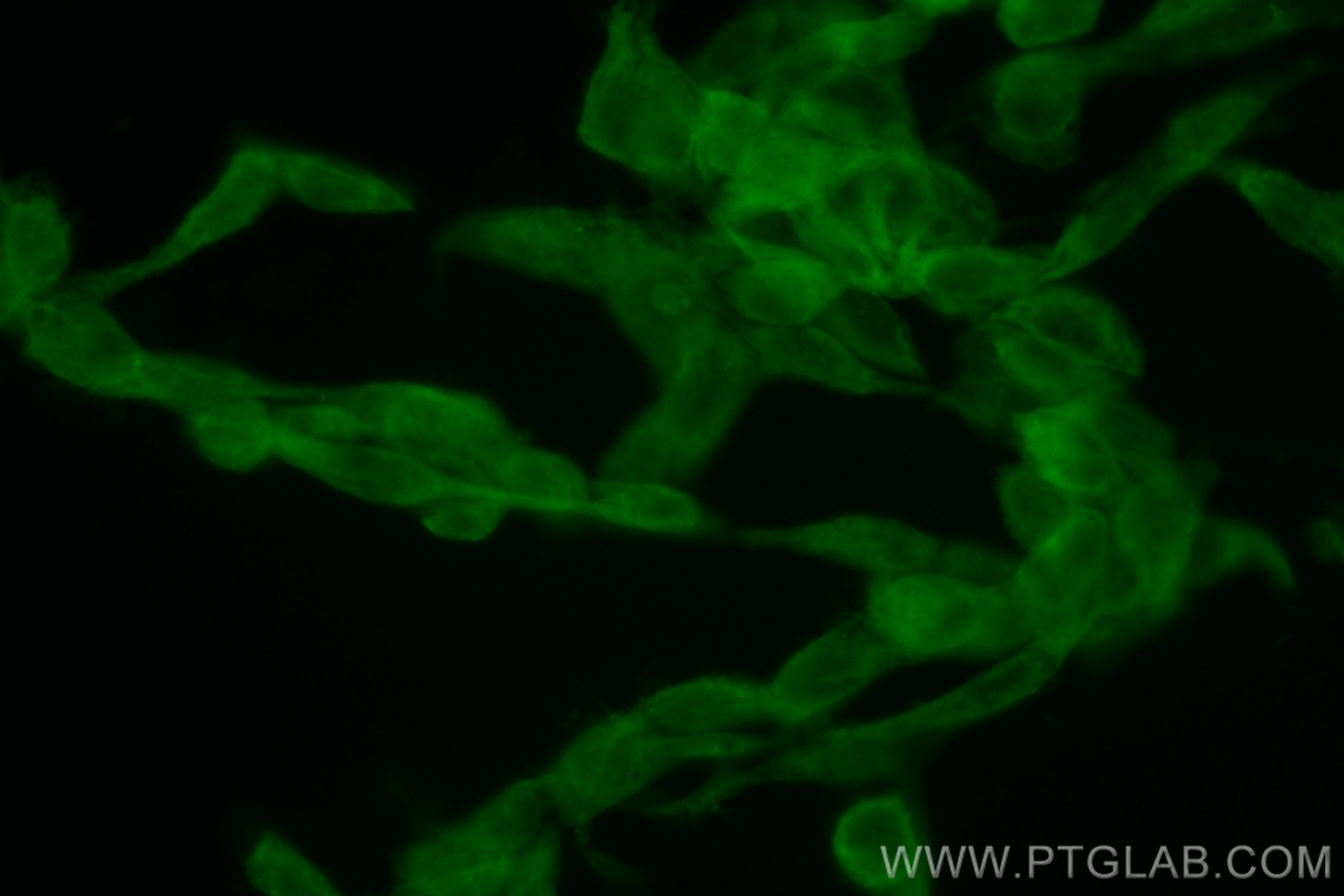 IF Staining of NIH/3T3 using CL488-83026-5