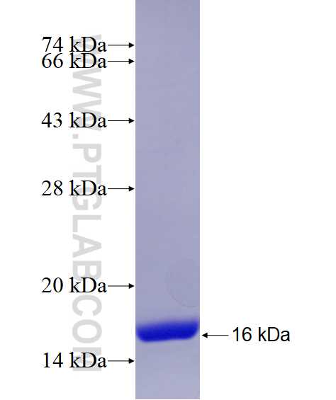 ACYP1 fusion protein Ag6854 SDS-PAGE