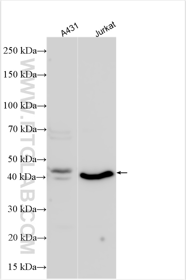 WB analysis using 13328-1-AP