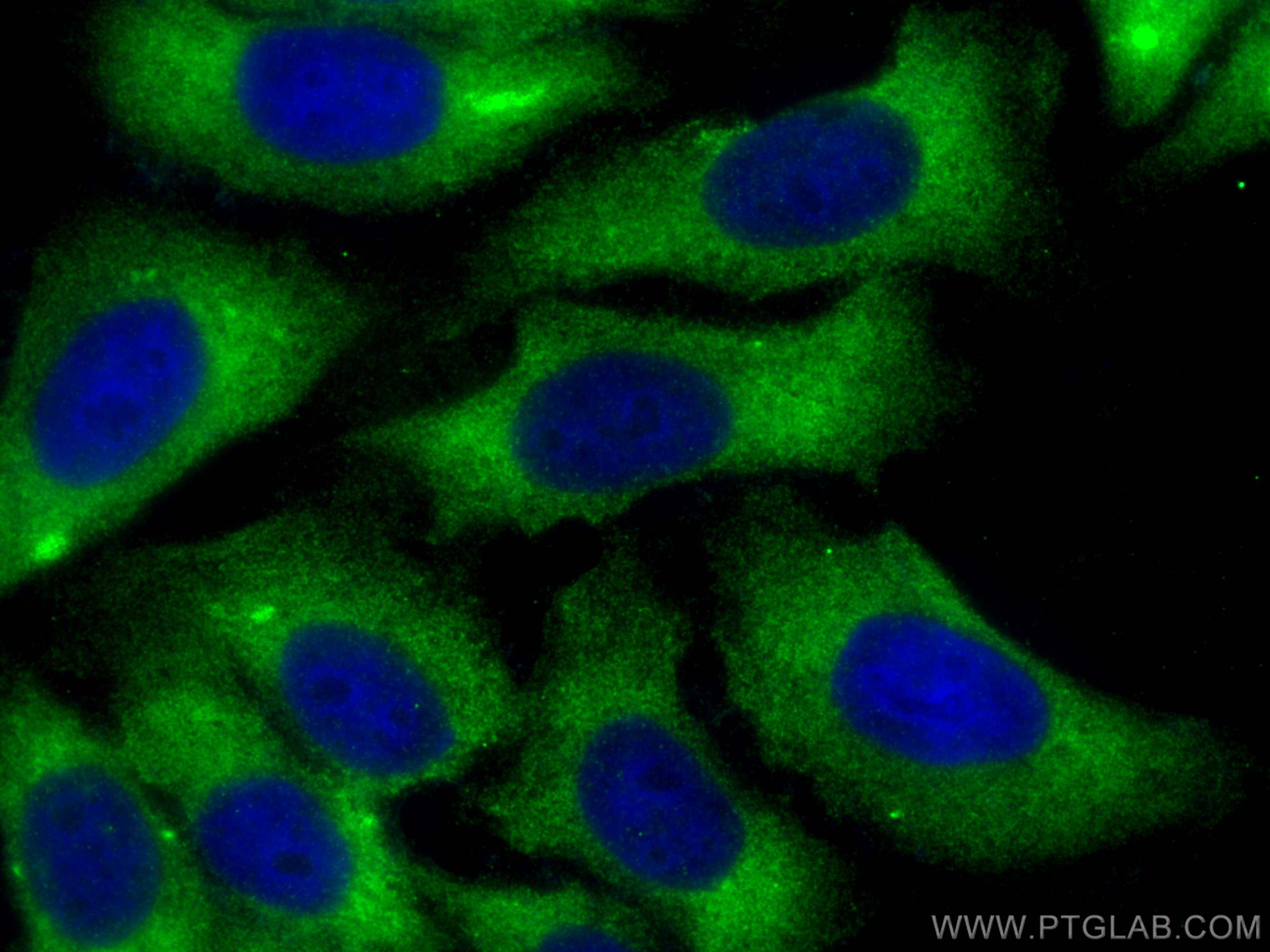 IF Staining of HepG2 using 14139-1-AP