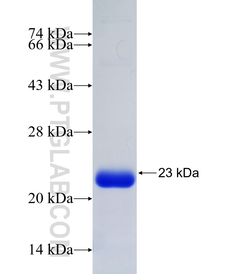 ADAM17 fusion protein Ag34022 SDS-PAGE
