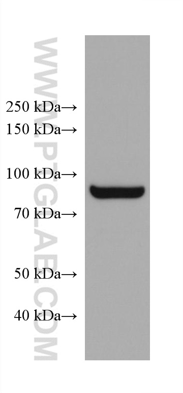 WB analysis of A431 using 68113-1-Ig