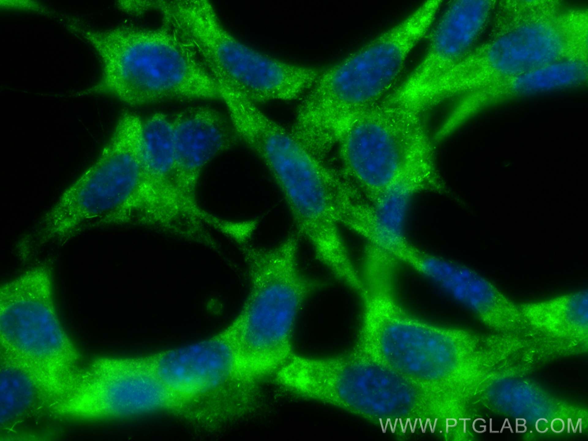 IF Staining of NIH/3T3 using 24934-1-AP