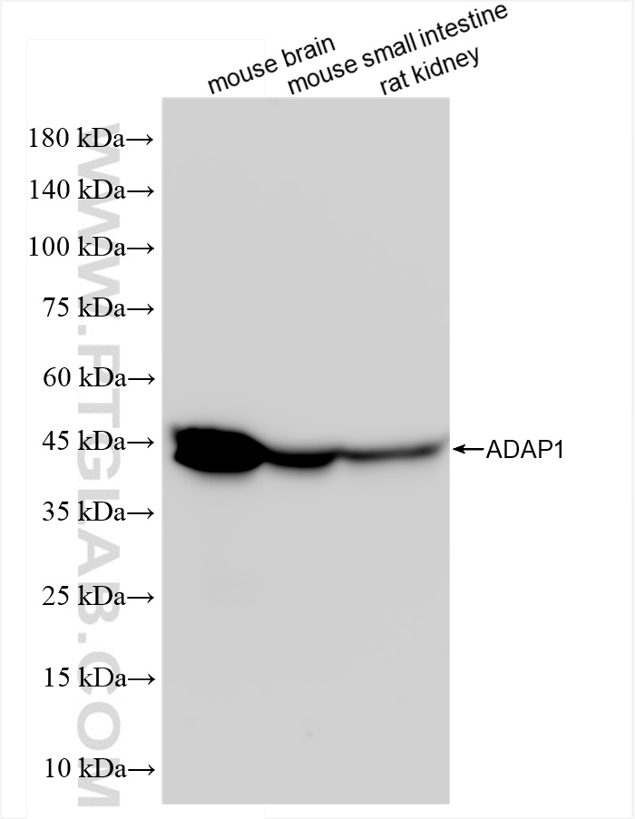 WB analysis using 84443-1-RR