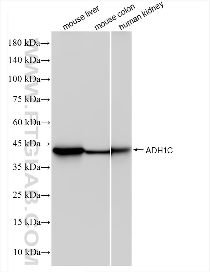 WB analysis using 84546-2-RR (same clone as 84546-2-PBS)